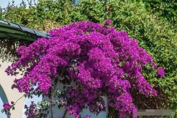hoa giấy, kinh nghiệm chăm sóc cây cảnh
