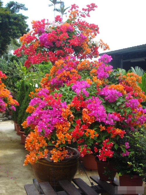 hoa giấy, kinh nghiệm chăm sóc cây cảnh