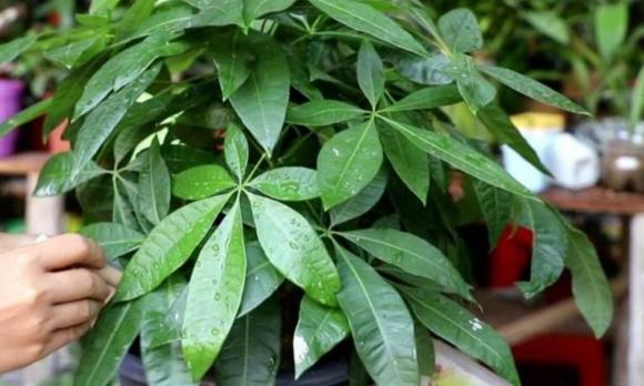 những loại hoa không nên trồng trong nhà, cây cảnh phong thủy xấu, cây cảnh