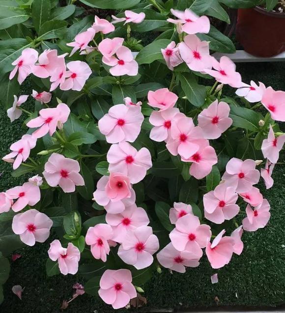 Nhanh chóng loại bỏ 3 loại hoa và phơi khô dưới nắng. Nếu không có đủ ánh sáng, chúng sẽ khó nở hoa. Nhà bạn có bao nhiêu loại hoa?