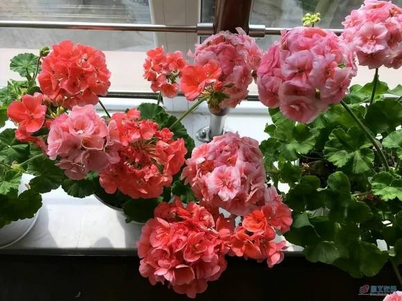 Nhanh tay dọn 3 loại hoa ra đem phơi nắng, nếu không đủ ánh sáng sẽ khó nở, nhà bạn có bao nhiêu loại?