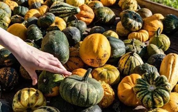 Khi mua bí đỏ bạn chọn màu vàng hay màu xanh? Người nông dân dạy bạn một mẹo nhỏ, đừng mua nhầm nữa