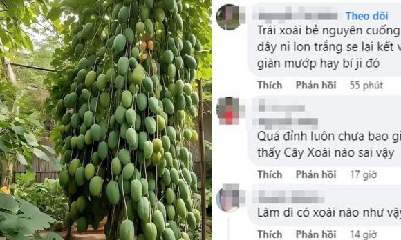 quả quăng, trái cây lạ, Quảng Ngãi