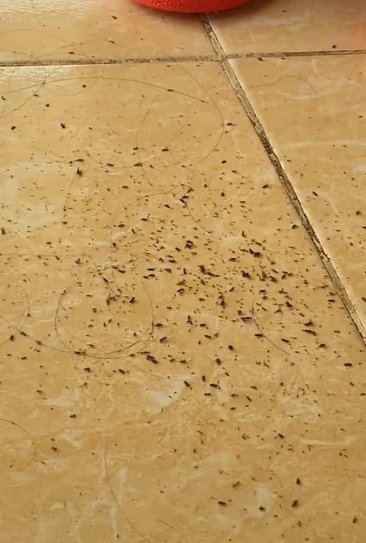 con chấy, chấy ở trên tóc, nguyên nhân bị chấy