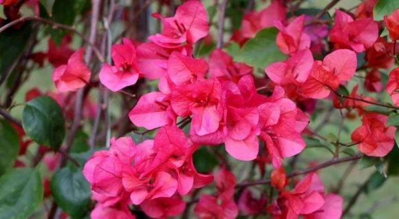 Về việc chăm sóc hoa giấy, hãy làm tốt 4 điểm này, cành sẽ dày dặn, nhiều màu sắc và nở hoa liên tục suốt các mùa nhé!