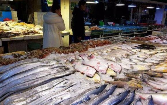 cá, cá chết, cá sống vùng ô nhiễm