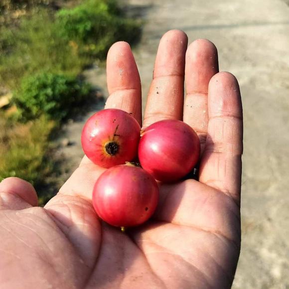 quả quăng, trái cây lạ, Quảng Ngãi
