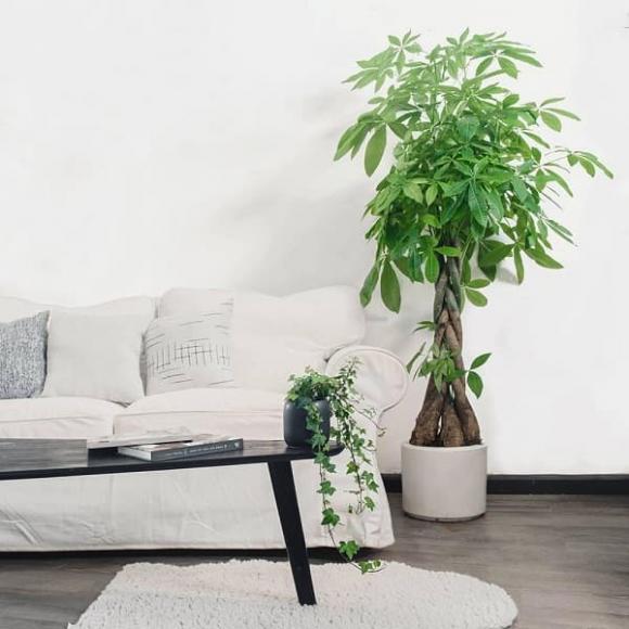 trồng cây, trồng cây trong nhà, kiến thức