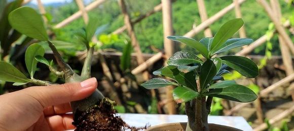 những loại hoa không nên trồng trong nhà, cây cảnh phong thủy xấu, cây cảnh