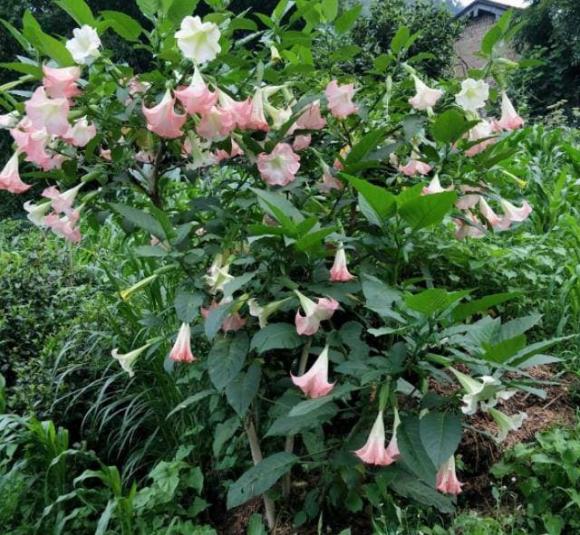 những loại hoa không nên trồng trong nhà, cây cảnh phong thủy xấu, cây cảnh