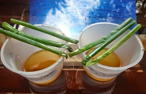 mật ong thật, mật ong giả, kiến thức 