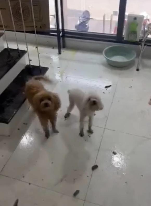 chó phóng uế khắp nơi, chủ nhà khó tính, ở bẩn
