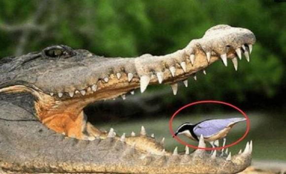 Chú chim dũng cảm nhất thế giới, dám tìm thức ăn trong miệng cá sấu. Tại sao cá sấu không ăn thịt?