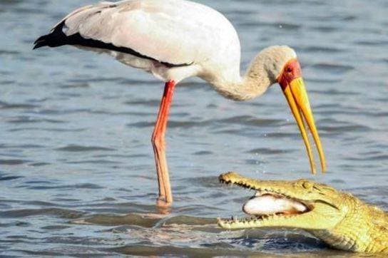Loài chim dũng cảm nhất thế giới, dám tìm thức ăn trong miệng cá sấu. Vì sao cá sấu không ăn thịt?