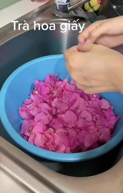 hoa giấy, trà hoa giấy, cách làm trà hoa giấy 