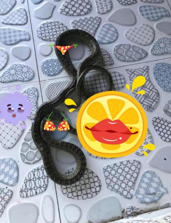 điều hòa, rắn sống trong điều hòa, sửa điều hòa