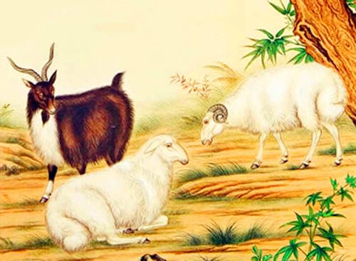 tử vi, con giáp, tử vi ngày 20/5