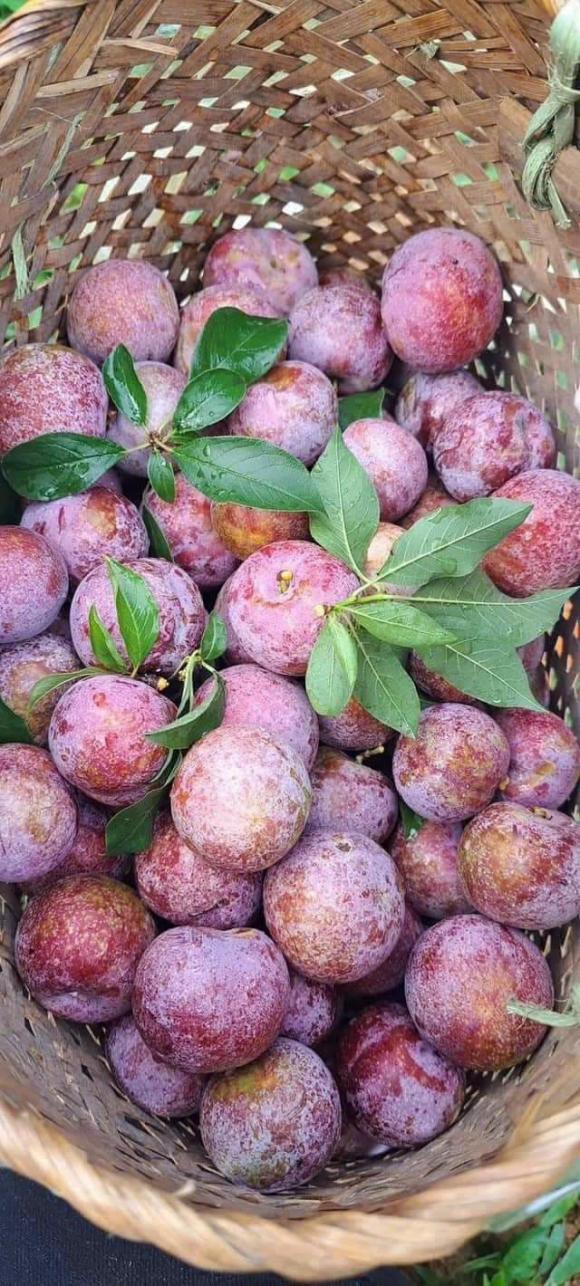 gỏi gà, gỏi gà và mận, món ngon 