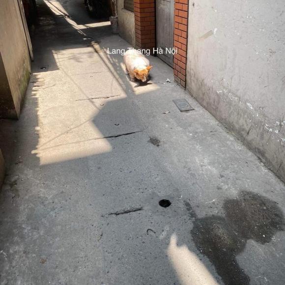 con chó, con chó mập, giới trẻ 