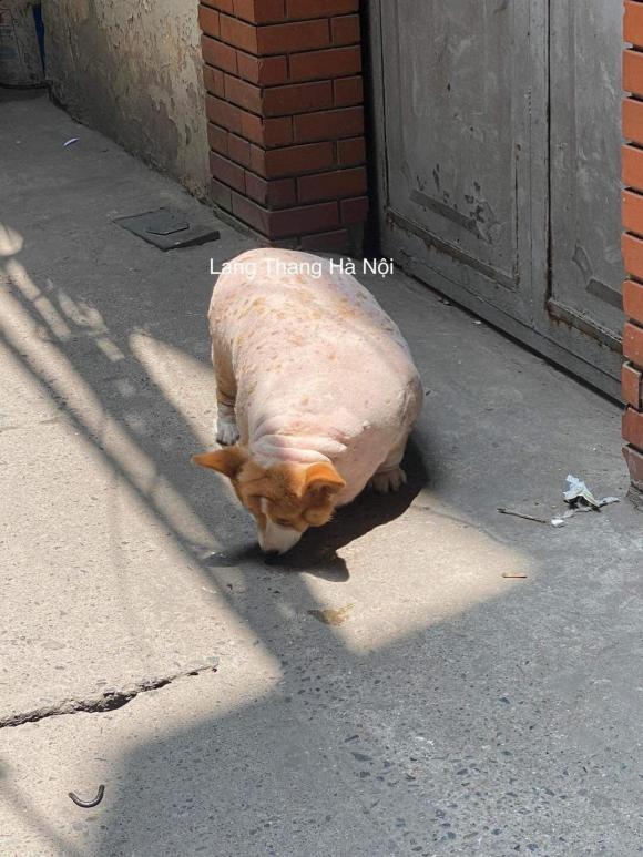 con chó, con chó mập, giới trẻ 