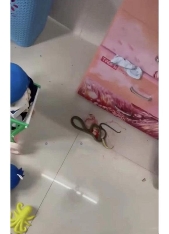 điều hòa, điều hòa mở không mát, con rắn, giới trẻ 