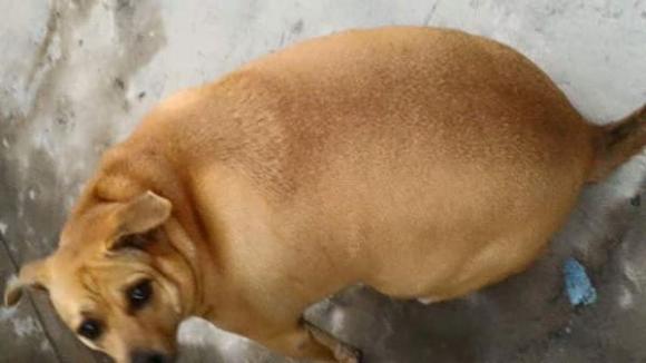 con chó, con chó mập, giới trẻ 