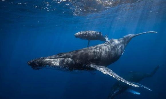 Cá voi có thể lặn tới độ sâu 2000m, tại sao vượt quá 1000m, tàu ngầm sẽ bị 'nghiền nát'?