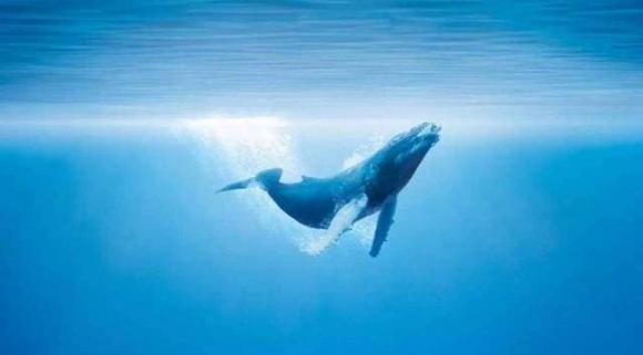 Cá voi có thể lặn tới độ sâu 2000m, vì sao vượt quá 1000m thì tàu ngầm sẽ bị 'nghiền nát'?