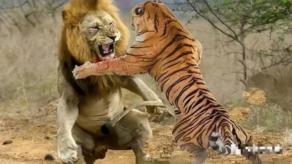 sư tử, hổ, những năm cuối đời của những loài săn mồi 