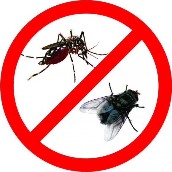 diệt muỗi, cách diệt muỗi, kiến thức 