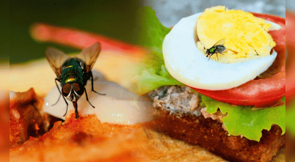 ruồi đậu, ruồi đậu trên thức ăn, sức khỏe 