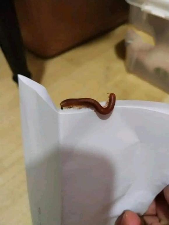 cuốn chiếu, con cuốn chiếu, chất độc của cuốn chiếu