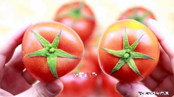 cách chọn cà chua, cà chua bơm chất kích thích, cách chọn cà chua sạch