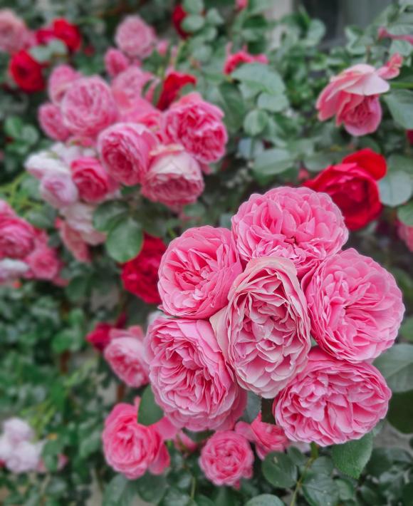 Có 'điểm mạnh và điểm yếu' trên thân hoa hồng, hãy nắm rõ nguyên tắc vàng này để cây ra nhiều hoa to, đẹp