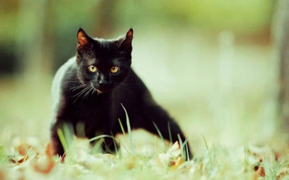 mèo đen, tài xế taxi, điềm xui từ mèo đen