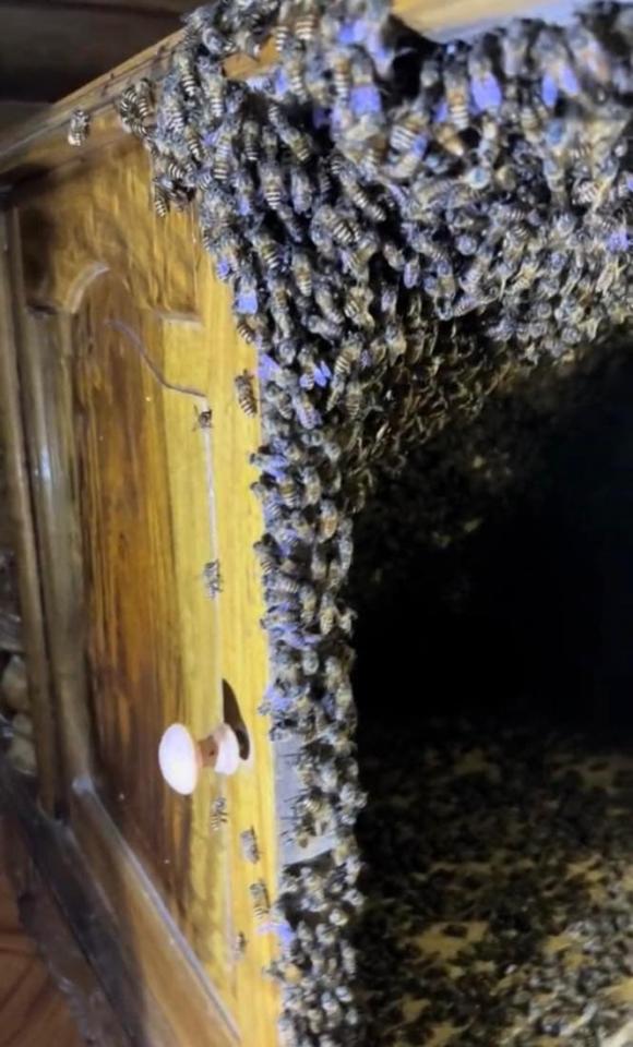 ong làm tổ trong nhà, ong làm tổ, ong bay vào nhà,