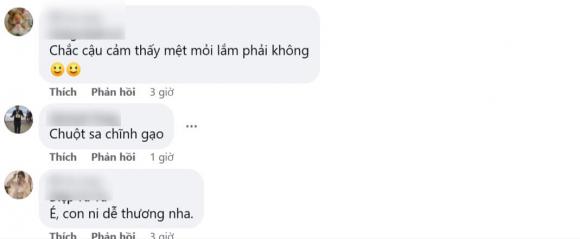 chuột ăn vụng, con chuột, chuột ăn cơm trong nồi