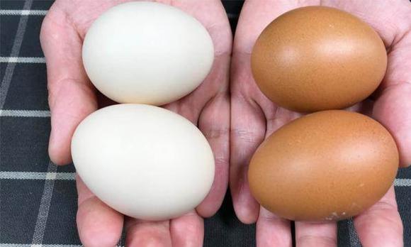 Mua trứng nên chọn vỏ đỏ hay vỏ trắng? Người bán hàng đã nhầm, đừng mua nhầm nữa!