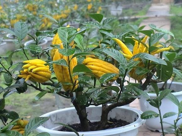 cây phong thủy, cây trồng trong vườn, cây ăn quae