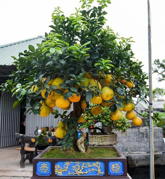cây phong thủy, cây trồng trong vườn, cây ăn quae