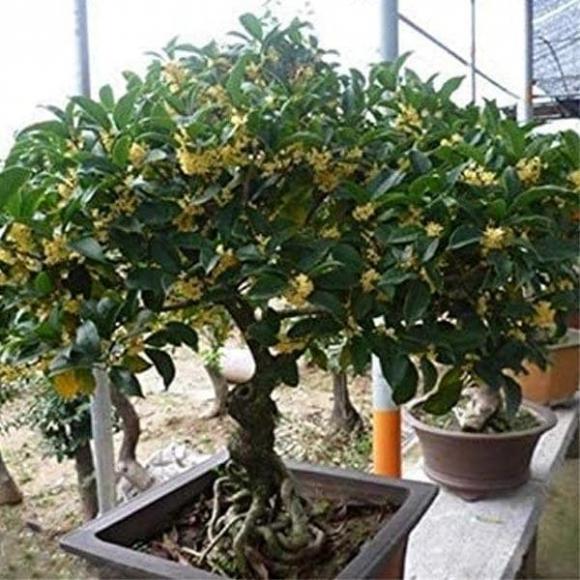 cây phong thủy, cây trồng trong vườn, cây ăn quae