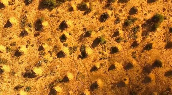 Tổ kiến lớn nhất thế giới, đàn kiến mất 3800 năm xây dựng, rộng bằng nước Anh