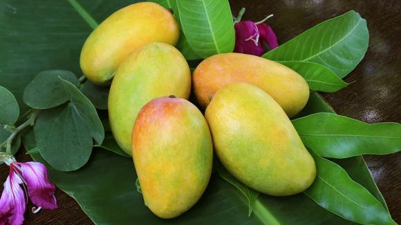 ăn xoài, ăn quá nhiều xoài, sức khỏe 