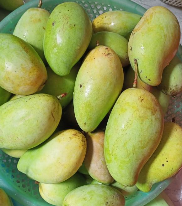 ăn xoài, ăn quá nhiều xoài, sức khỏe 