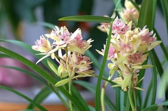 Loại lan này cần trồng trong chậu, hoa có hình dáng kỳ dị, mùi thơm hơn cả nước hoa, có thể nở hoa nhiều lần trong năm
