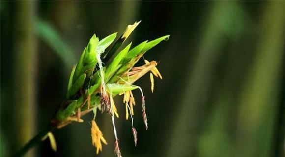 Người xưa có câu: 'Tre nở hoa, phải dời ngay đi', có cơ sở nào không? Tre nở hoa đáng sợ như thế nào?