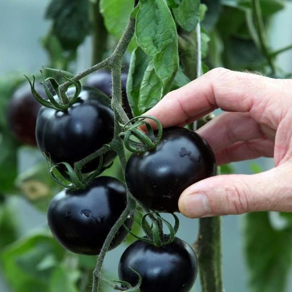 Cà chua đen có gì đặc biệt mà giá lên tới 140.000 đồng/kg vẫn cháy hàng?