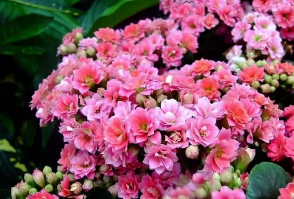 Những loại hoa nên tưới ít nước trong thời tiết nắng nóng vì chúng 'sợ ướt', cứ 2-3 tuần tưới một lần, hoa nở nhiều hơn