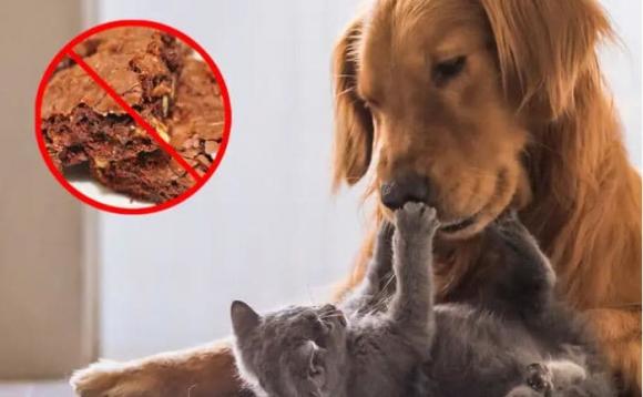 Chó, mèo kén ăn hơn bạn tưởng, chúng không thể ăn sô cô la, một số thực phẩm lại là 'đại kỵ'