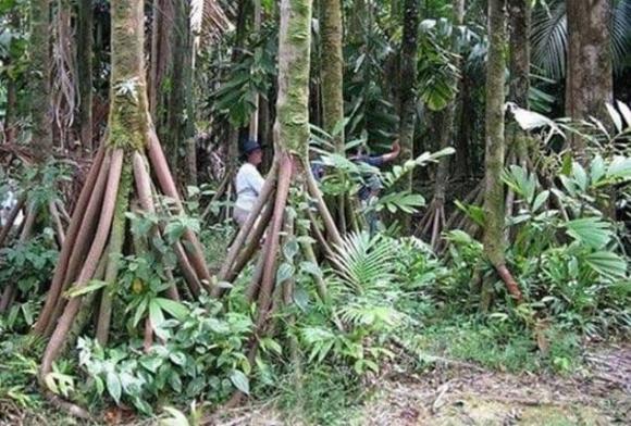 Dân bản địa tìm thấy một loại cây biết 'đi bộ' 20m/năm? Khoa học lý giải ra sao về hiện tượng này?